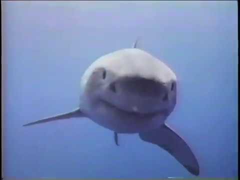Stephen Arrington diving with Great White Sharks