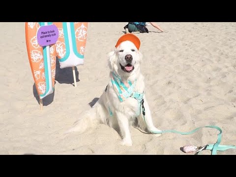 Hunde reiten die Wellen beim Surf-Wettbewerb in San Diego