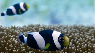 Incredible Teamwork From Little Clownfish | Blue Planet II
