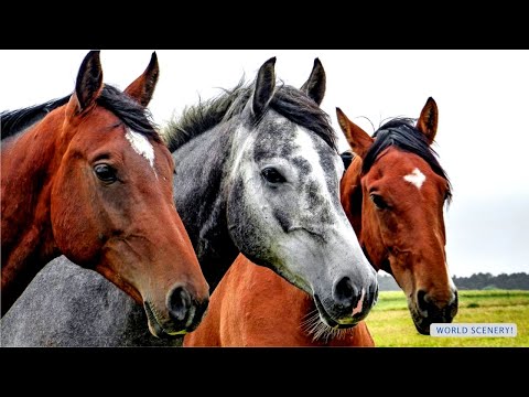 Relax with Horses in the Wild - 4K Ambient TV - Relaxing music