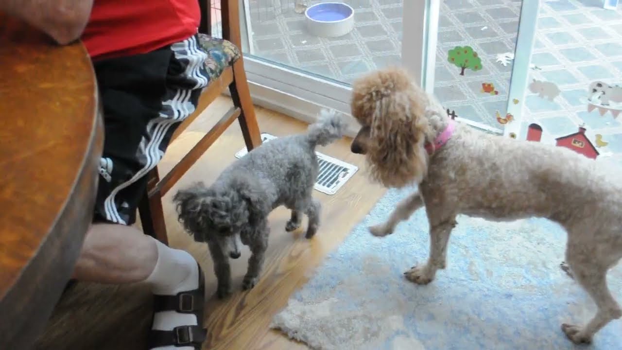 Enlarge LEXI, an adopted Poodle in Elk River, MN video 4/6