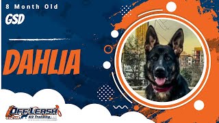 Download Lagu Dahlia | 8 Month Old GSD | Off Leash GSD Training, Georgia Thumbnail