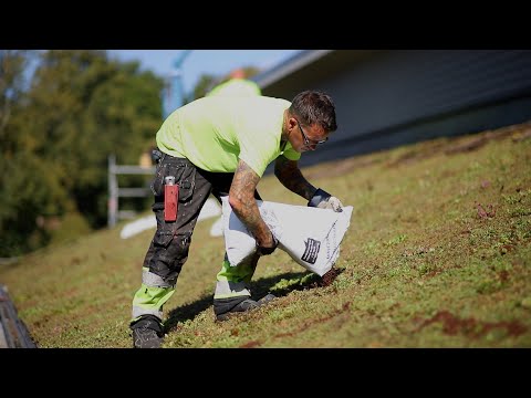 Sedumtak på Hammarö församlings kansli!