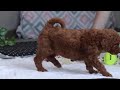 Goldendoodle dogs for sale: Snickers - Video 1