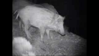 preview picture of video 'Fuchs Wildschweine Marder am Aas 13.9.2012  © Lothar Lenz'