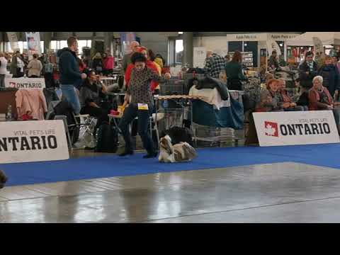 Národní výstava psů Brno 12.1.2020