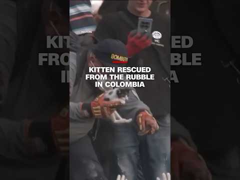 Kitten rescued from the rubble in Colombia