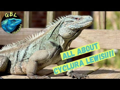 Leguán modrý veľký kajmanský (Cyclura lewisi) — Grand Cayman Blue Rock Iguana, druhový profil