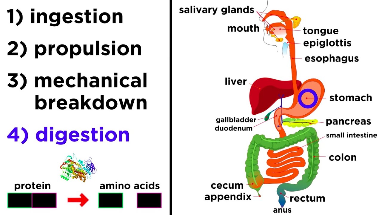 Ch.23 Digestive System Review