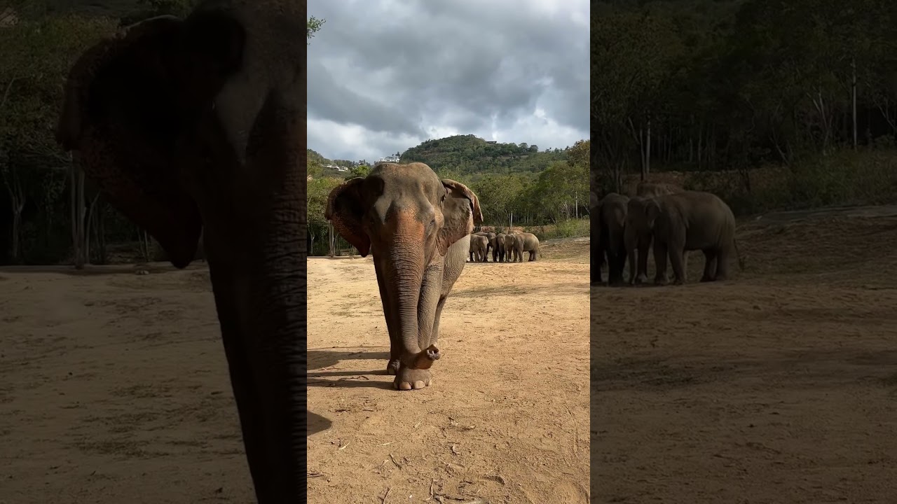 YouTube Short thumbnail