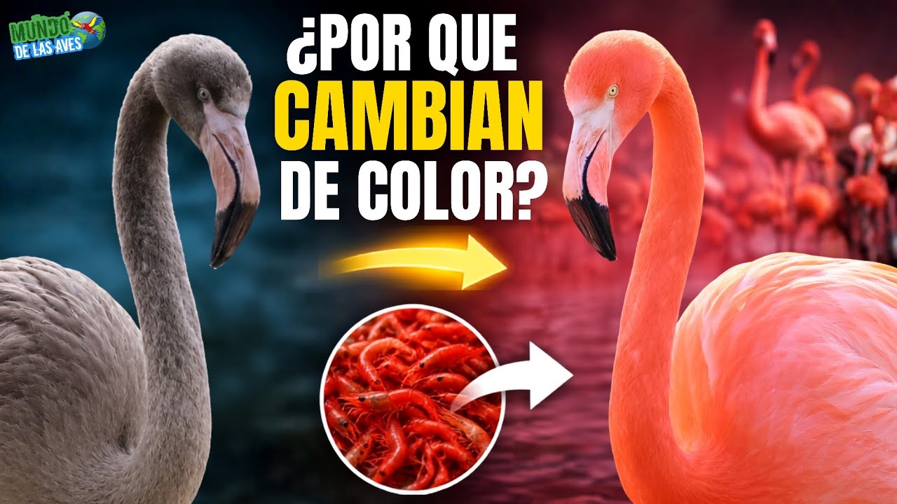 de GRIS a ROSA ¿COMO LO HACEN? El "Extraño cambio de color de los flamencos"