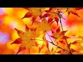 Change can be beautiful 🍁🧡 October 2024 - Already There / George Byrne