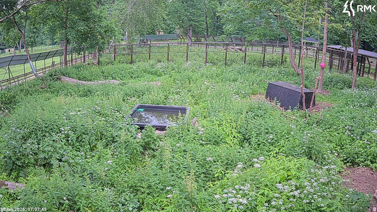 Live webcam view of Osos Pardos del Parque de Elistvere