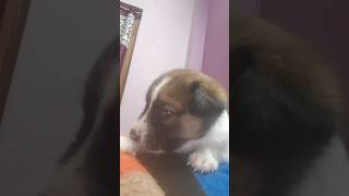 This Cute Puppy Will Melt Your Heart ?? | छोटा भालू जैसा पिल्ला | DigiTatva