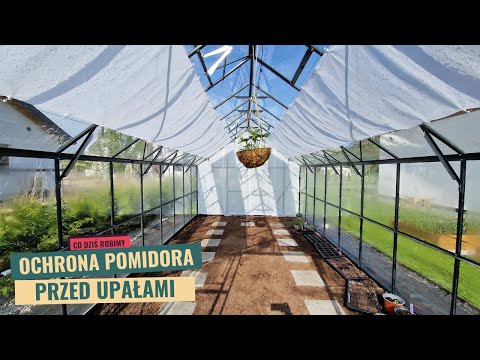 How to lower the temperature in a greenhouse? How to protect tomatoes from sunburn?