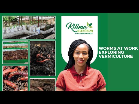 Worms at Work: Exploring Vermiculture Farming | Kilimo na Biashara