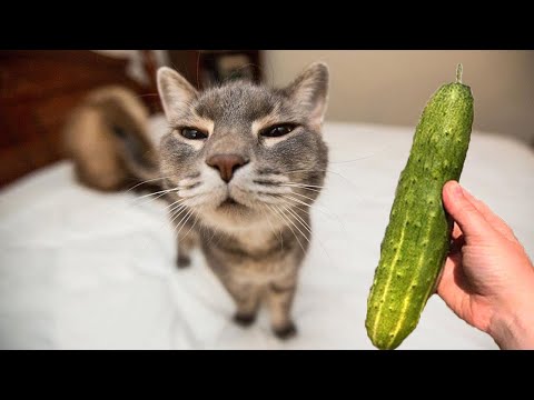 Cat vs Cucumbers Reaction - Cats scared of Cucumbers Compilation - Funny Video 2021 November