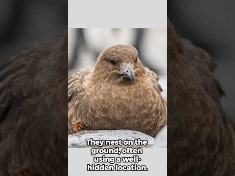 Meet the Skua: The Boldest Bird of the Seas! #skuas #skua #seabird #wildlife