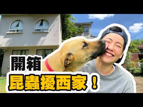 昆蟲擾西住家