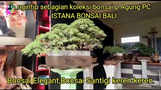 Download lagu bonsai beringin elegant//bonsai santigi sebagian koleksi p.agung pc istana bonsai bali mp3