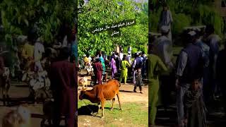 Download lagu dar hysta wrza rawana dey mp3