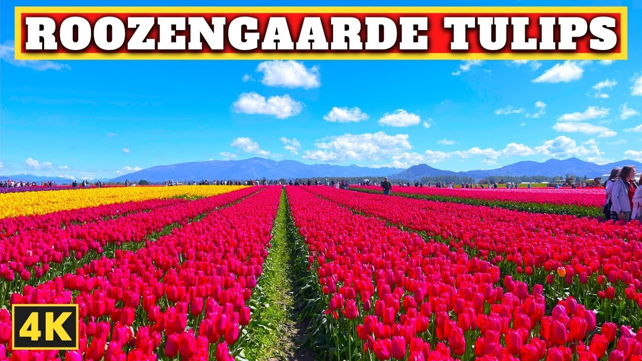 Roozengaarde Skagit Valley Tulips Festival | Mount Vernon, Washington | 4K Walking Tour