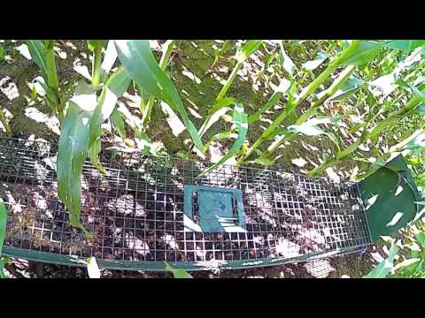 Fallen- und Fangjagd