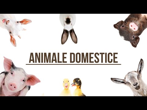 Animalele domestice si sunetele lor!