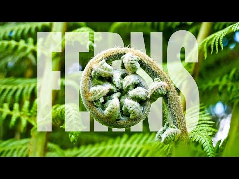 Ferns | Fern Plants  Full Documentary | Amazing Facts about Ferns.