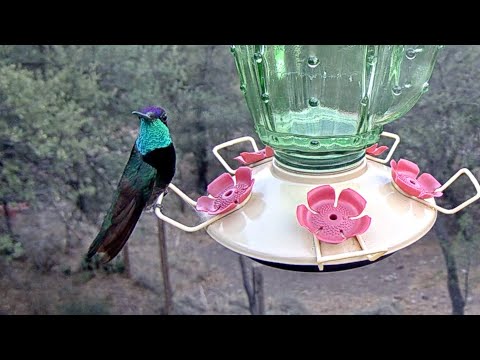 Beautiful Rivoli's Hummingbird Takes a Long Drink at the #WestTexasFeeders | June 19, 2023