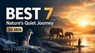 【30分】HASU_SOUND 人気曲BEST 7｜動物と巡る癒しの旅｜Focus & Relax BGM