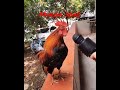 Shorts Murga Song