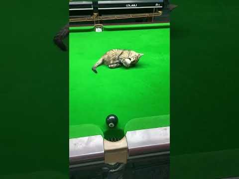 这个小猫有天赋👍 Snooker Legends#snoker _cue  #Ronnie #snooker #sports#championship #neilrobertson