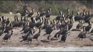 preview picture of video 'Kazinga kanaal (Queen Elisabeth National Park) - 2012'