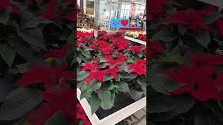 Download lagu #paskonanaman #merrychristmas #viral #trending #shortvideo #love #youtube #youtubeshorts #fypシ mp3