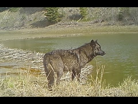 Wolves and Moose and the Beaver Dam Crossing