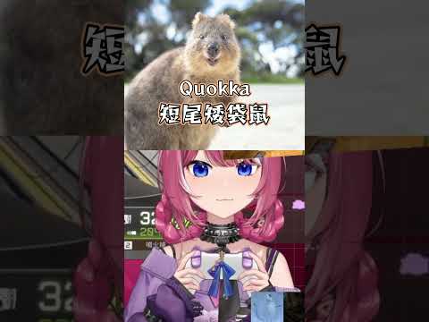 矮袋鼠冷知識💥 #煌Kirali #看豹
