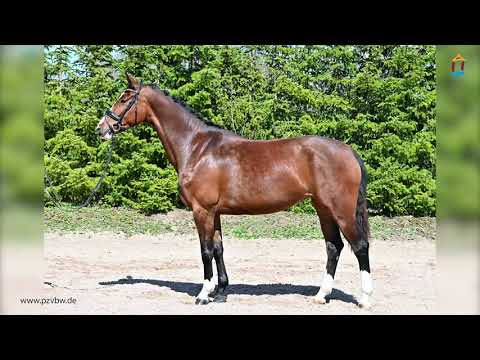 Die Eiskönigin *2017 v. De Sandro x Gardez