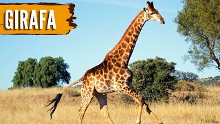 GIRAFA - O Animal Mais Alto da Terra!