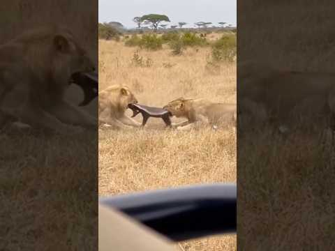 2 lions and One honey badger. The odds were zero.🦁🌊🦨 #lion #honeybader #wildlife #viral