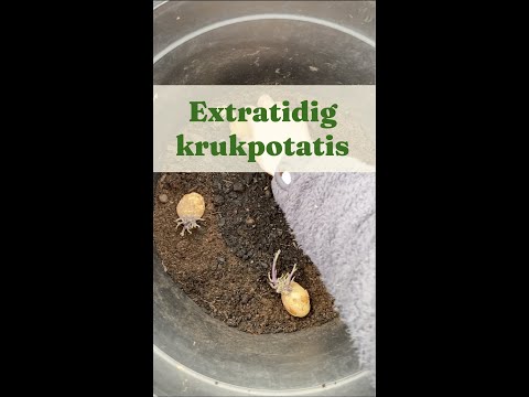 Extra tidig krukpotatis - Trädgårdshacks med GardenR