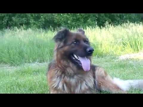 Немецкая овчарка - Мухтар German Shepherd - Mukhtar