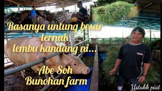 Download lagu Keuntungan rahsia... Ternak lembu kandang sangat berbaloi... mp3