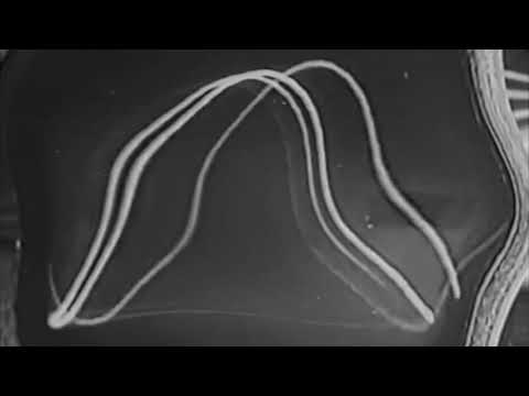 Pkrek - Wistfulness (feat. holé baby)