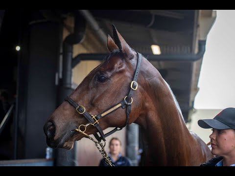 2022 Magic Millions GC National Broodmare Sale - Lot 519
