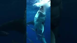 El tiburón blanco el mayor depredador del mar, un verdadero monstruo #tiburon