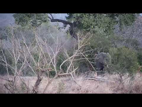Djuma: Lone Elephant-Pt:1 - 17:40 - 08/31/21