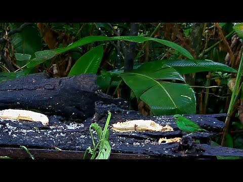 Female Green Honeycreeper Takes Some Banana To Go From The Panama Fruit Feeder – May 26, 2020