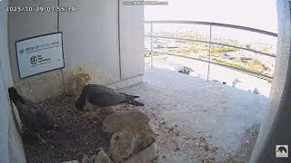 Sokół wędrowny Osaka Japonia - Sara & Kirara IV spotkanie  2025 10 29