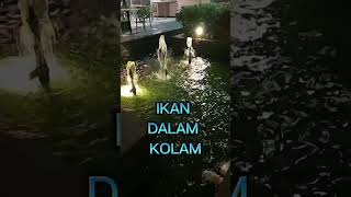 Download lagu ikan dalam kolam #short #shorts #subscribe mp3